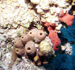 TUBE CORAL by Paul Mason 
